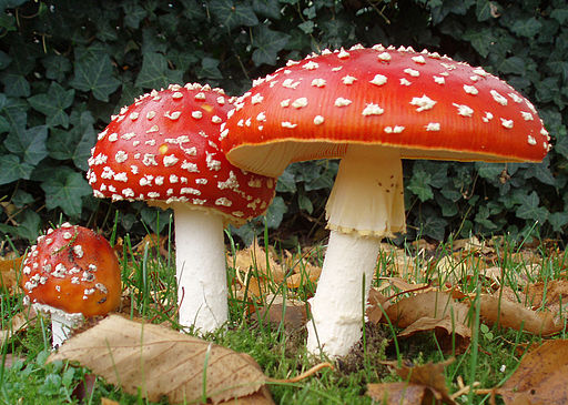 512px-2006-10-25_Amanita_muscaria_crop