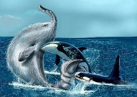 Trunko & killer whales, Bill Asmussen