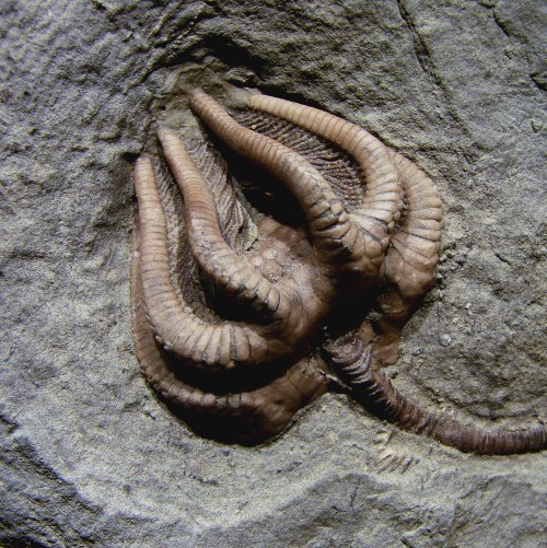 A whole crinoid (doesn't it look scarily like a facehugger from Alien?)