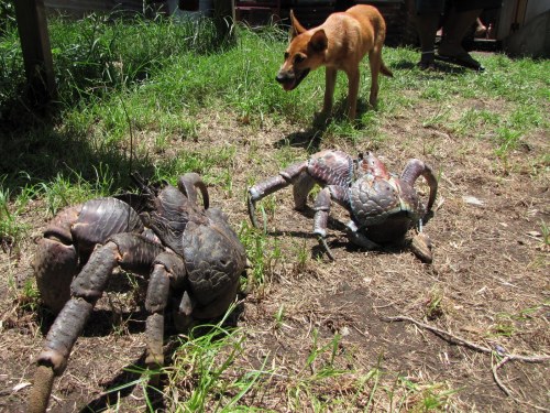 Coconut crabs