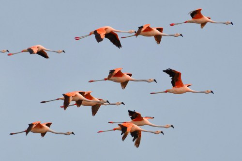 Flamingos